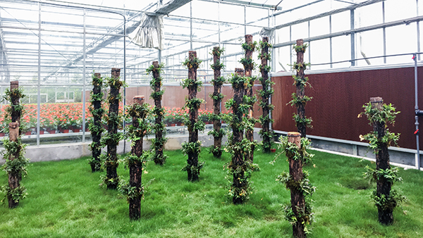 �������rȫ�Ԅ��й�ʽ���Ҵ�����ʽ���