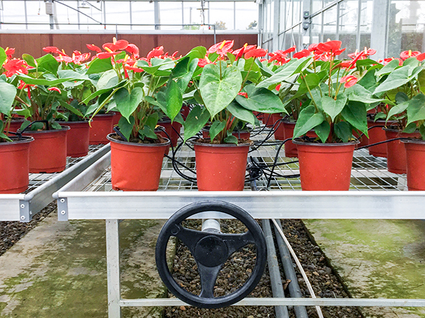 �������rȫ�Ԅ��й�ʽ���Ҵ�����ʽ���