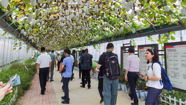 ����Fһ��Ԕ���˽┵���r�I��Q�����;��w���ó�Ч