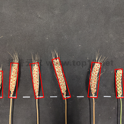 �����ΑB�y��