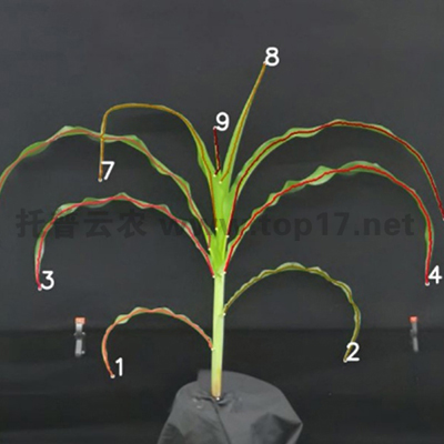 �������ͷ���