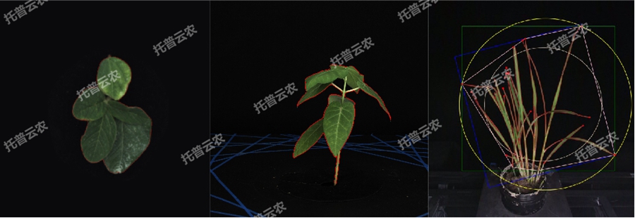 �����͸�ͨ��ֲ����Ͳɼ�����ƽ�_-2�S